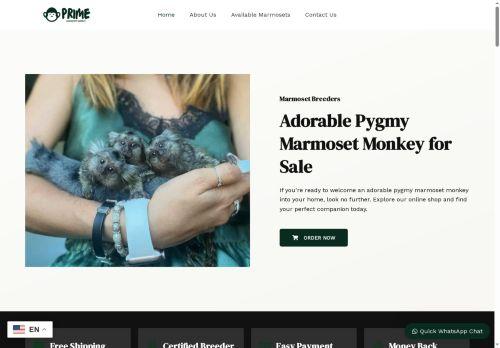 Primemarmoset.com Reviews Scam Primemarmoset.com Reviews Scam