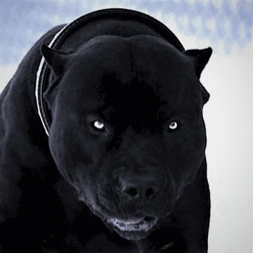 Denis Sadovec Avatar