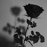 Maham Najam Avatar